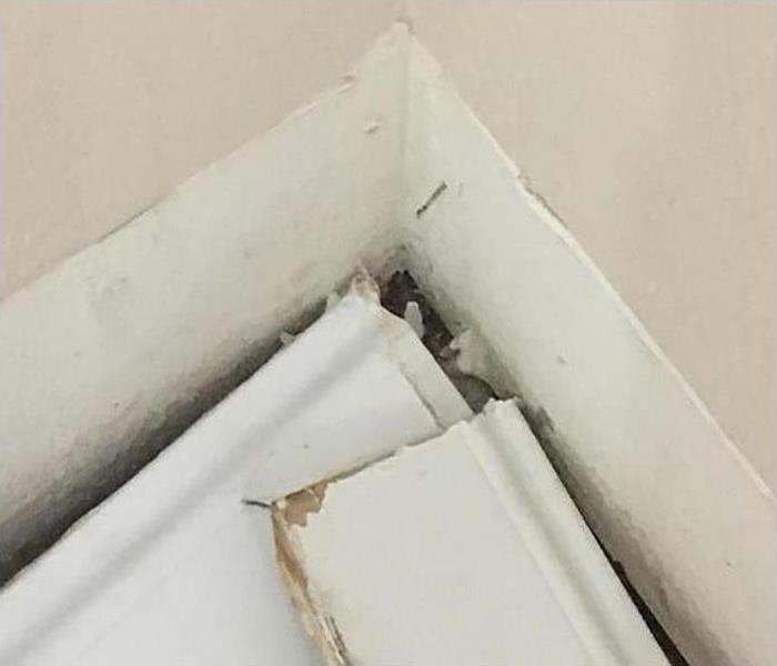 Mold infestation eradicated on drywall