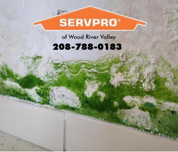 Mold is shown growing next to a tile baseboard.